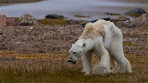 What should we think about the starving polar bear? – Transformative Humanities