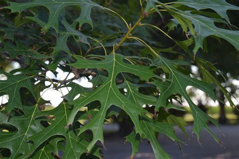 Texas red oak | Major Tree Farm