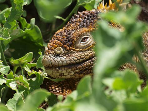 Galapagos land iguana - Galapagos Conservation Trust