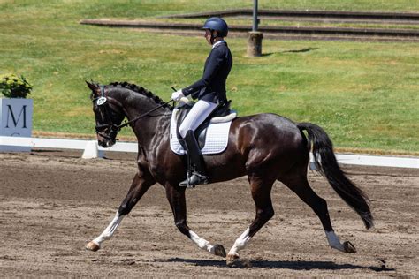 Black horse dressage stock trotting by JNH-Equine on DeviantArt