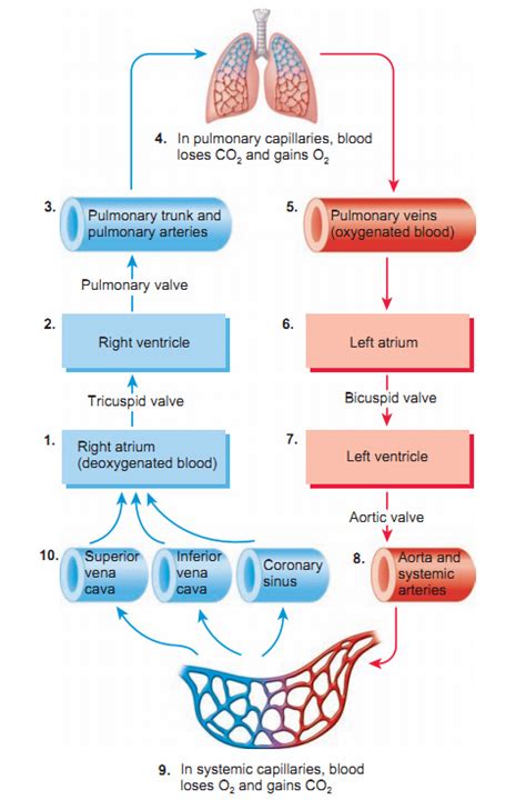 View Heart Diagram Blood Flow Oxygenated And Deoxygenated Pictures | diagram templates