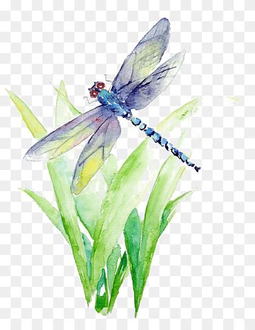 Dragonfly clipart png images | PNGWing