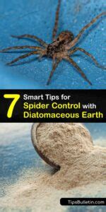 Kill Spiders with DE - Eliminate Spiders with Diatomaceous Earth