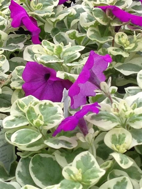 Petunia Glamouflage ready for the New Plants Showcase Million Bells, Flower Show, Window Boxes ...