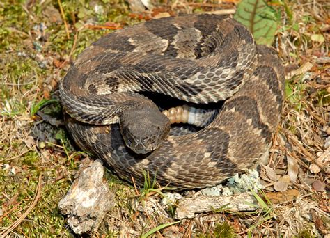 Crotalus horridus (Timber rattlesnake)