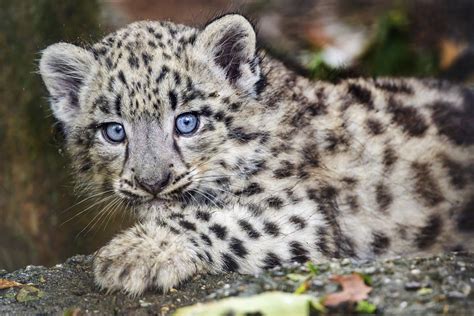 Closeup of a snow leopard cub | This is an even closer pictu… | Flickr