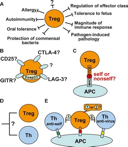 Five key questions about Treg cells. (A) What are the functions of Treg ...