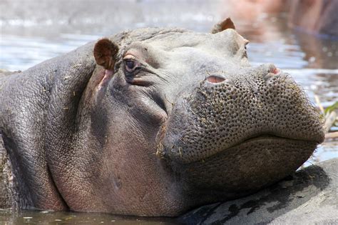 Hippo’s: Africa’s Most Dangerous Animal