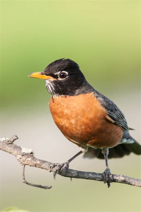 Birds That Look Like Robins