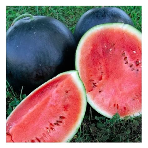 PRICES MAY VARY. Name: Black Diamond Watermelon Seeds | Botanical Name ...