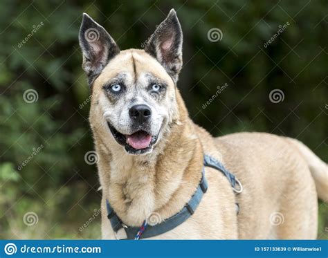 Older Akita Shepherd Husky Mix Dog with Blue Eyes and Harness Animal ...