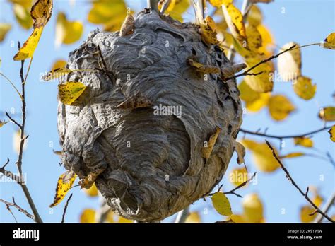 Big hornets nest high in poplar tree Stock Photo - Alamy