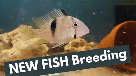 NEW FISH Breeding already.. - YouTube