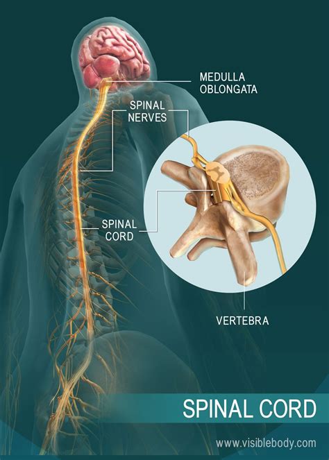 The structure of the spinal cord | Spinal cord, Nervous system, Spinal cord anatomy