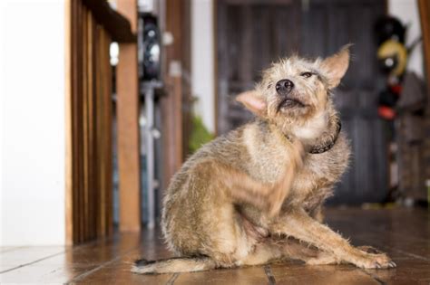 The Mangy Mutt and Other Dog Skin Conditions You Should Know | Volunteer Veterinary Hospital