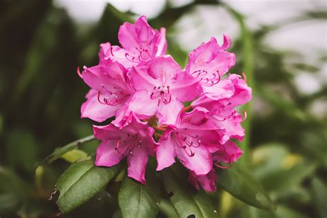 Rhododendron Care and Growing Tips | Old Farmer's Almanac