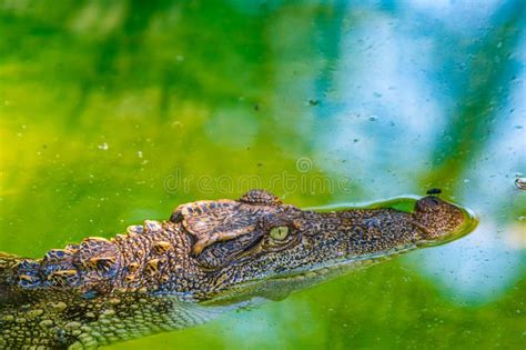 Siamese Crocodile in the Water Stock Photo - Image of hunting, green ...