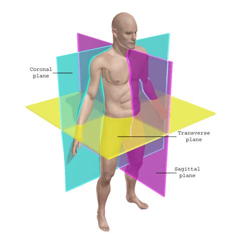 5: Coronal, sagittal and transverse planes of a normal back [13] | Download Scientific Diagram