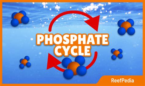 Phosphate cycle - what is about? - Reef Pedia