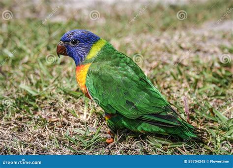 Baby rainbow lorikeet stock image. Image of born, moluccanus - 59704345