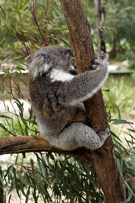 Tree Hugging Koala Photograph by Graham Palmer