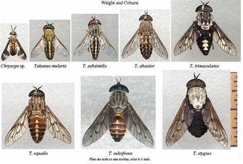 Fly Control for Suburban or Small Acreage Horse Owners | Oklahoma State ...