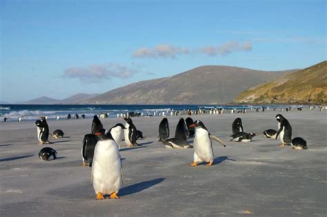 Penguin Island | Travel the world without leaving Australia