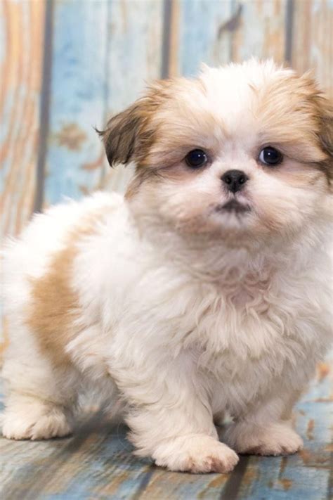 Shih Tzu Puppies Co Down - Puddingtocome