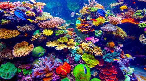 Andaman- coral reefs | Tropical fish, Saltwater aquarium fish, Aquarium