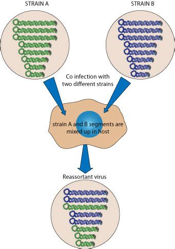 Viral genome evolution ~ ViralZone