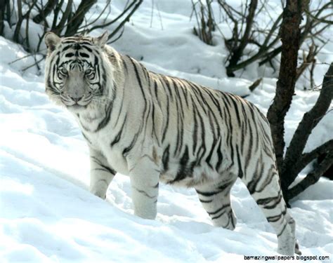 White Siberian Tiger Cubs In Snow | Amazing Wallpapers