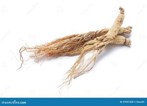 Ginseng roots stock photo. Image of health, traditional - 47037420