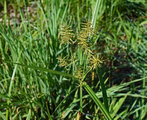 Identify & Get Rid Of Nutsedge In Your Lawn | TruGreen