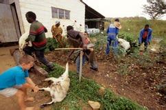 Livestock Farming In South Africa. Editorial Stock Photo - Image of ...