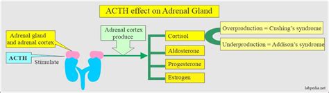 ACTH (Adrenocorticotropic Hormone), Cushing's Syndrome - Labpedia.net