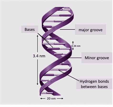 Given the figure represents the DNA double helix model proposed by ...