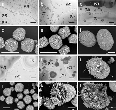 Microscopic images of calcium carbonate crystals. a–c, g, h ...