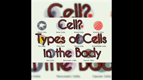 Cell and Types of cells in the body | Cell types | Human body Cells ...