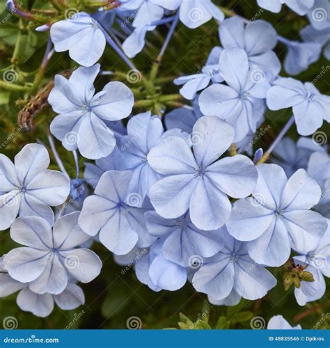 Light Blue Jasmine Flowers Bouquet Closeup Stock Photo - Image: 48835546