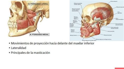 Musculos masticacion