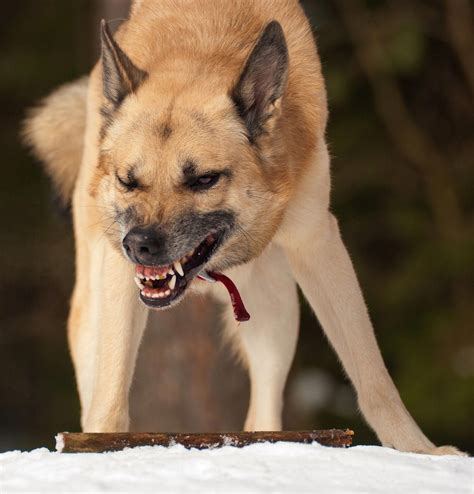 Картинки по запросу dog snarling #dogtrainingimages | Dog growling ...