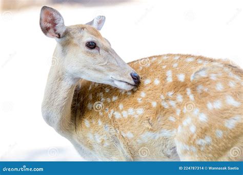 Portrait of Cheetal Spotted Deer Stock Photo - Image of portrait, horn: 224787314