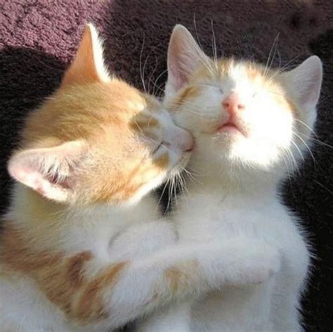 10 Kissing Cats — We’re in Love! - Catster