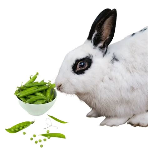 Can Rabbits Eat Green Beans? Complete Health Guide & Issues