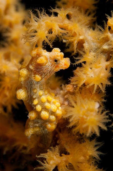 This Bargibant’s pygmy seahorse dons a sunny disposition. Photograph by ...