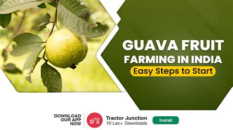 Guava Fruit Farming in India - Tips, Benefits & Yield