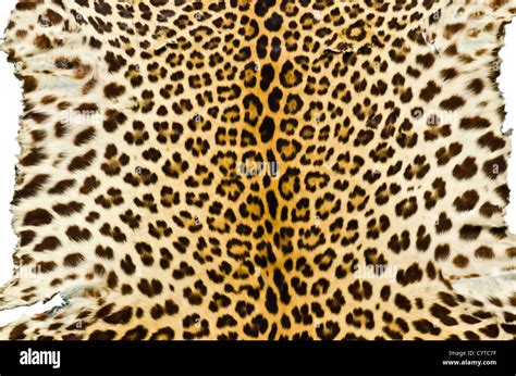 Tiger fur pattern hi-res stock photography and images - Alamy