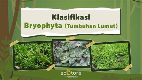 Klasifikasi Tumbuhan Bryophyta #BelajarDiRumah - YouTube