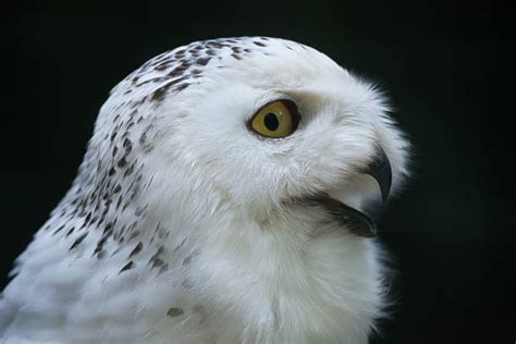 240+ Tundra Snowy Owl Pictures Stock Photos, Pictures & Royalty-Free Images - iStock