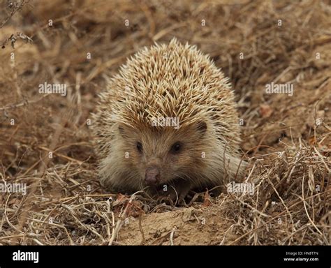 Amur Hedgehog (Erinaceus amurensis) adult on dry ground Beidaihe Stock Photo: 133575001 - Alamy